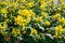 Yellow flowering Mahonia japonica in a garden