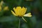 Yellow flowering Marigold (Calendula officinalis)