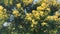 Yellow flowering mimosa tree. Spring tree blooms, nature background