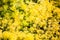 Yellow flowering moss, Plants mats ornamental flowering moss ground cover plants