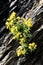 Yellow flowering mountain saxifrage in Switzerland