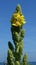 Yellow flowering Mullein verbascum thapsus on a sunny summer day in front of blue sky. Close-up.