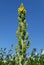 Yellow flowering Mullein verbascum thapsus on a sunny summer day in front of blue sky. Close-up