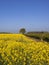 Yellow flowering oilseed plants