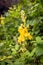 Yellow flowering orange mullein plant from close