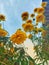 Yellow flowering perennials | Tall yellow flowering perennial