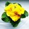 A yellow flowering primrose in a pot.