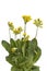 Yellow flowering Primula veris