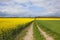 Yellow flowering rapeseed crop with farm track