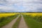 Yellow flowering rapeseed crop with farm track