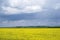 Yellow flowering rapeseed field