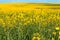 Yellow flowering rapeseed field landscape