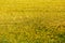 Yellow flowering rice field, Sri Lanka