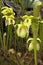 Yellow flowering Sarracenia or pitcher plant in garden