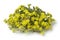 Yellow flowering Sedum acre