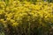 Yellow flowering Sedum acre