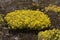 Yellow flowering Sedum acre