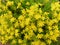 Yellow flowering Sedum acre background texture