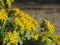 Yellow flowering Sedum palmeri plant . Succulent plant with yellow flowers