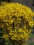 Yellow flowering shrub Forsythia intermedia