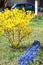 Yellow flowering shrub forsythia and thickets of blue muscari bu