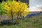 Yellow flowering shrub forsythia and thickets of blue muscari bu