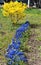 Yellow flowering shrub forsythia and thickets of blue muscari bu