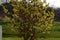Yellow flowering shrub in the garden. blooms in early spring. funnel shape and yellow flowers in the park garden