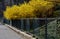 Yellow flowering shrubs called golden rain sculpted by gardeners into