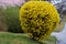 Yellow flowering shrubs called golden rain sculpted by gardeners into a hedge, shaped like a ball, by a bench and by a reflective