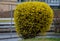 Yellow flowering shrubs called golden rain sculpted by gardeners into a hedge, shaped like a ball, by a bench and by a reflective