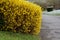 Yellow flowering shrubs called golden rain shaped by gardeners into a hedge have just been covered in snow during a spring shower