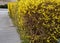 Yellow flowering shrubs called golden rain shaped by gardeners into a hedge have just been covered in snow during a spring shower