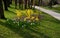 Yellow flowering shrubs called golden rain shaped by gardeners into a hedge have just been covered in snow during a spring shower.