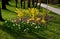 Yellow flowering shrubs called golden rain shaped by gardeners into a hedge have just been covered in snow during a spring shower.