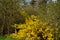 Yellow flowering shrubs called golden rain shaped by gardeners into a hedge have just been covered in snow during a spring shower.