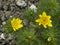 Yellow flowering spring pheasantÂ´s eye