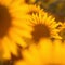 Yellow flowering sunflowers