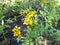 Yellow flowering sweetscented marigold, Tagetes lucida
