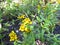 Yellow flowering sweetscented marigold, Tagetes lucida