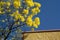 Yellow Flowering Tabebuia Tree