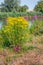 Yellow flowering tansy ragwort or Jacobaea vulgaris plants with striking red stems