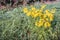 Yellow flowering tansy ragwort between long blades of grass