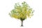 Yellow flowering tree Isolated from the white background save path