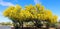 Yellow flowering tree, Palo Verde