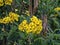 Yellow flowering tropical plant, Ethiopia