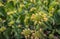 Yellow flowering Turkish sage plant from close