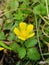 Yellow Flowering Wild Strawberry Plant