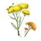 Yellow flowering yarrow plant fresh and dried