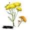 Yellow flowering yarrow plant fresh and dried. Achillea millefolium, commonly known as yarrow or common yarrow. Plumajillo. Labels